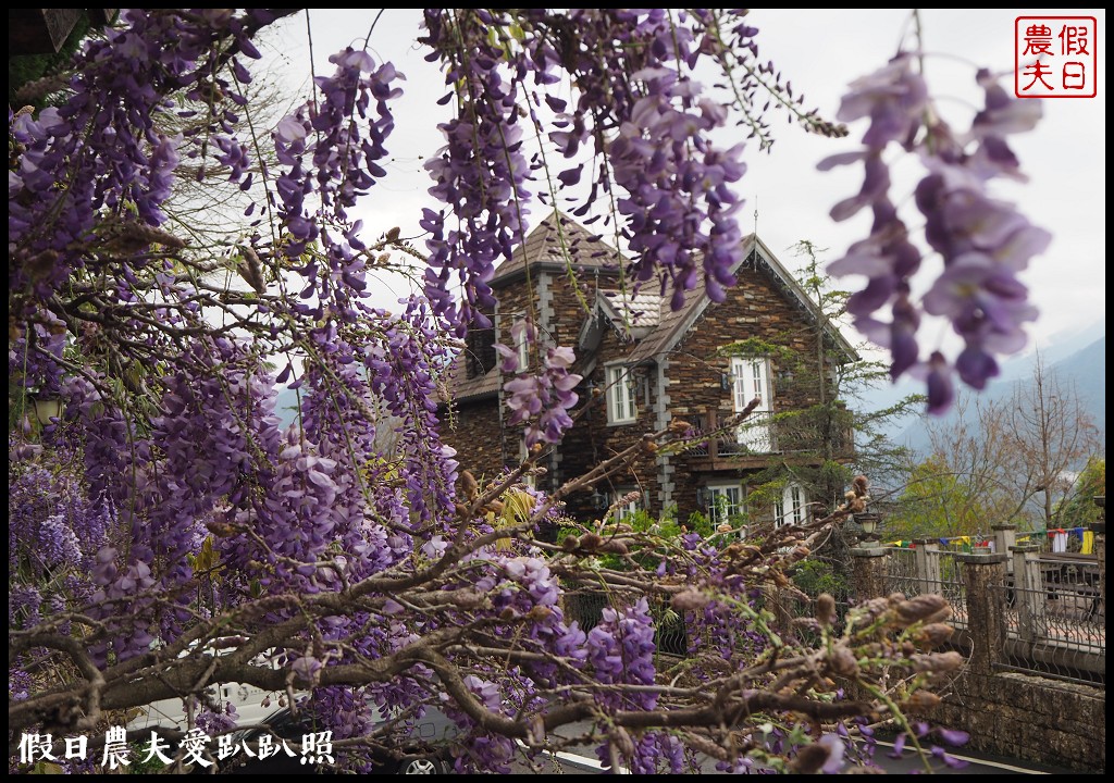 南投旅遊|清境五大賞紫藤花景點．瑪格麗特紫屋餐廳×霞飛音樂城堡×老英格蘭莊園×小瑞士花園×香格里拉空中花園 @假日農夫愛趴趴照