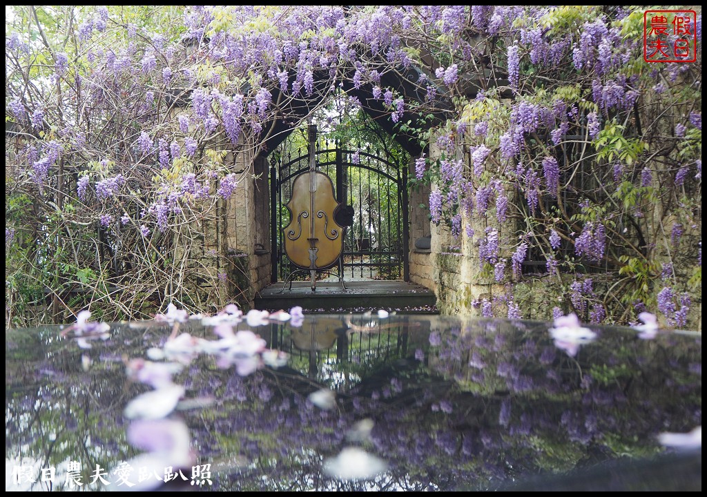 南投旅遊|清境五大賞紫藤花景點．瑪格麗特紫屋餐廳×霞飛音樂城堡×老英格蘭莊園×小瑞士花園×香格里拉空中花園 @假日農夫愛趴趴照