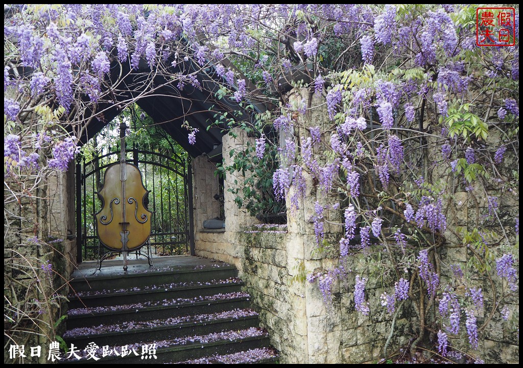 南投旅遊|清境五大賞紫藤花景點．瑪格麗特紫屋餐廳×霞飛音樂城堡×老英格蘭莊園×小瑞士花園×香格里拉空中花園 @假日農夫愛趴趴照