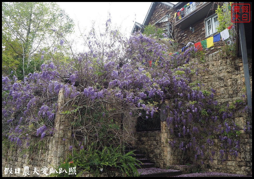 南投旅遊|清境五大賞紫藤花景點．瑪格麗特紫屋餐廳×霞飛音樂城堡×老英格蘭莊園×小瑞士花園×香格里拉空中花園 @假日農夫愛趴趴照