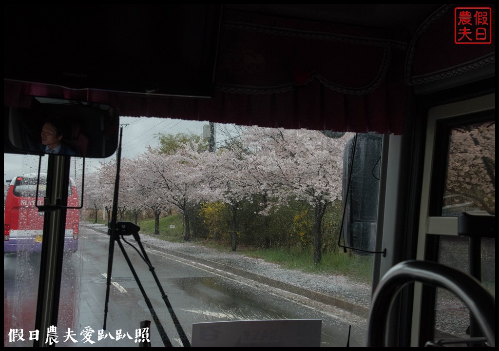 韓國自由行|釜山海雲台到慶州賞櫻一日遊/草葉集(풀잎채)韓式料理吃到飽/行程安排 @假日農夫愛趴趴照