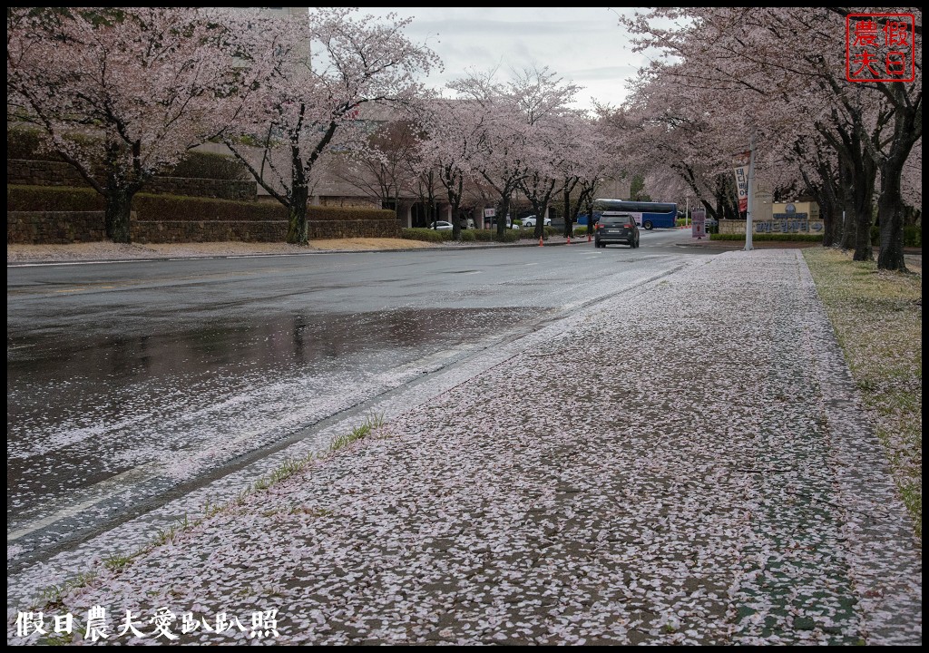 韓國自由行|釜山海雲台到慶州賞櫻一日遊/草葉集(풀잎채)韓式料理吃到飽/行程安排 @假日農夫愛趴趴照