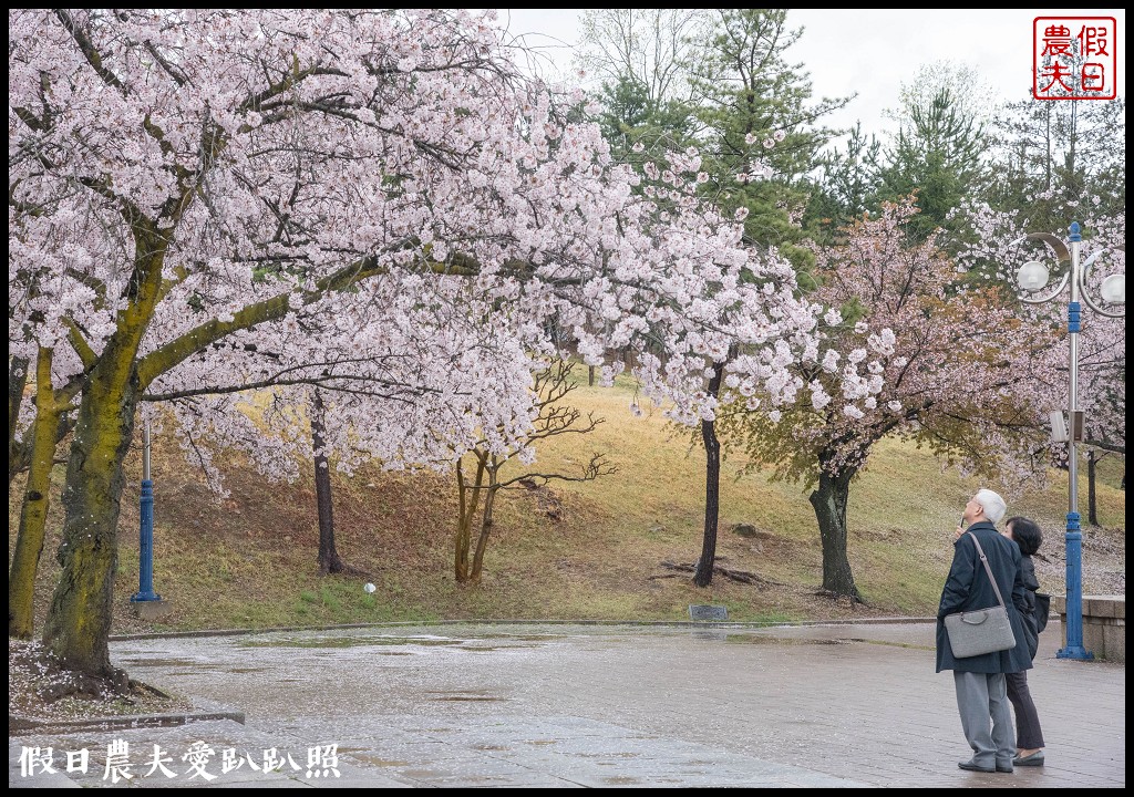 韓國自由行|釜山海雲台到慶州賞櫻一日遊/草葉集(풀잎채)韓式料理吃到飽/行程安排 @假日農夫愛趴趴照