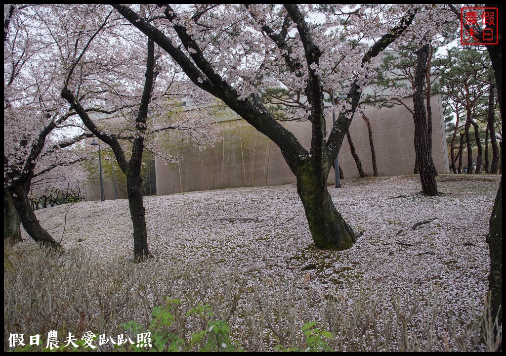 韓國自由行|釜山海雲台到慶州賞櫻一日遊/草葉集(풀잎채)韓式料理吃到飽/行程安排 @假日農夫愛趴趴照