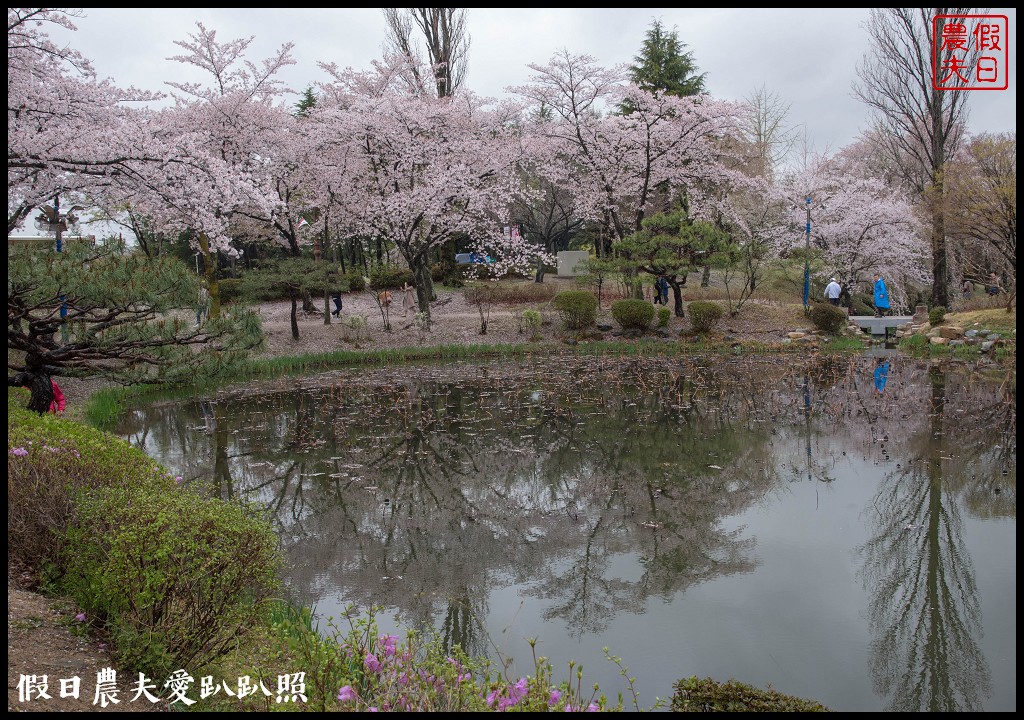 韓國自由行|釜山海雲台到慶州賞櫻一日遊/草葉集(풀잎채)韓式料理吃到飽/行程安排 @假日農夫愛趴趴照