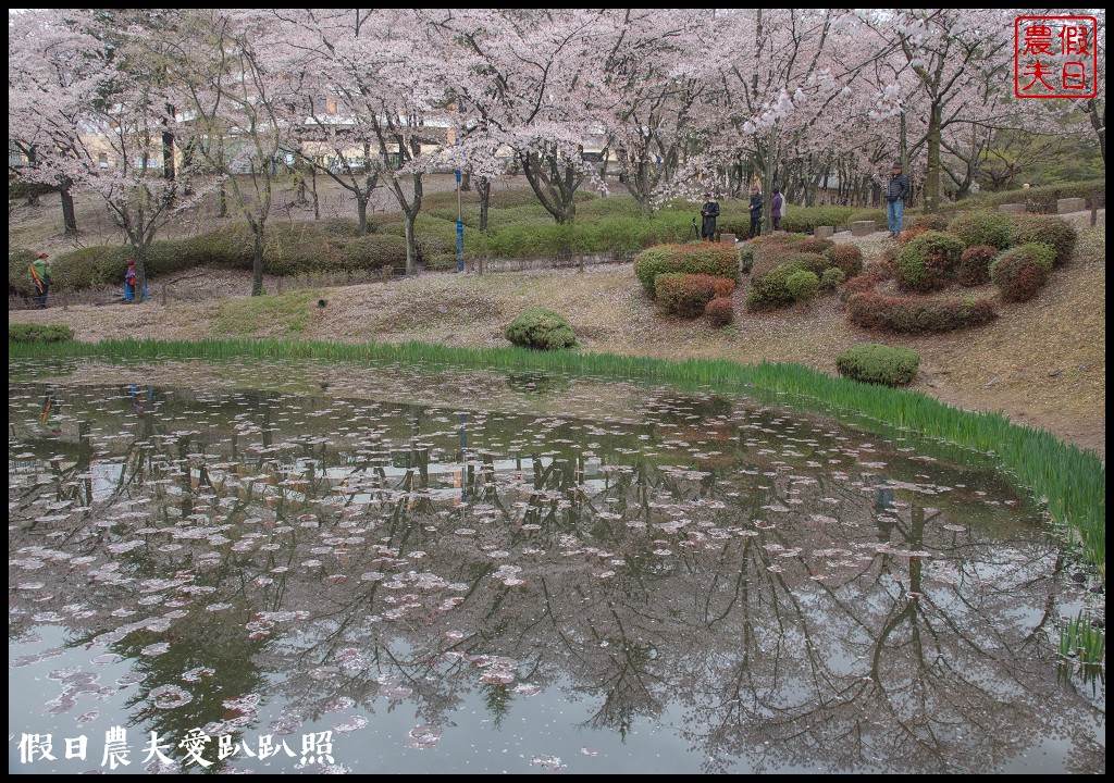 韓國自由行|釜山海雲台到慶州賞櫻一日遊/草葉集(풀잎채)韓式料理吃到飽/行程安排 @假日農夫愛趴趴照