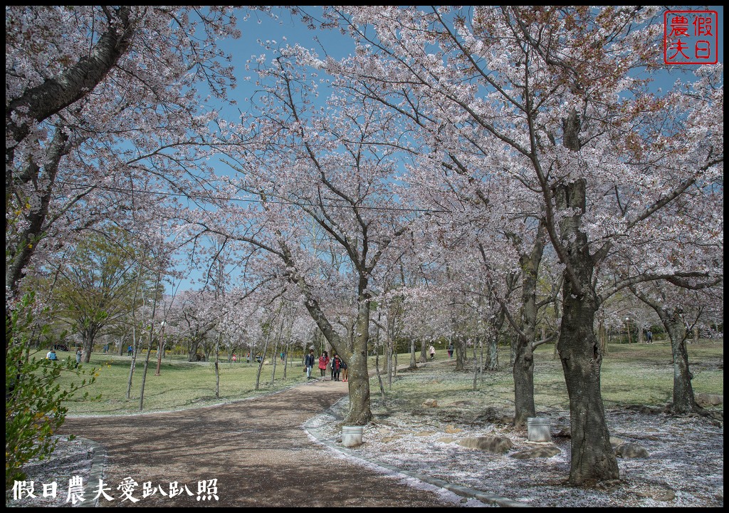 韓國自由行|釜山海雲台到慶州賞櫻一日遊/草葉集(풀잎채)韓式料理吃到飽/行程安排 @假日農夫愛趴趴照