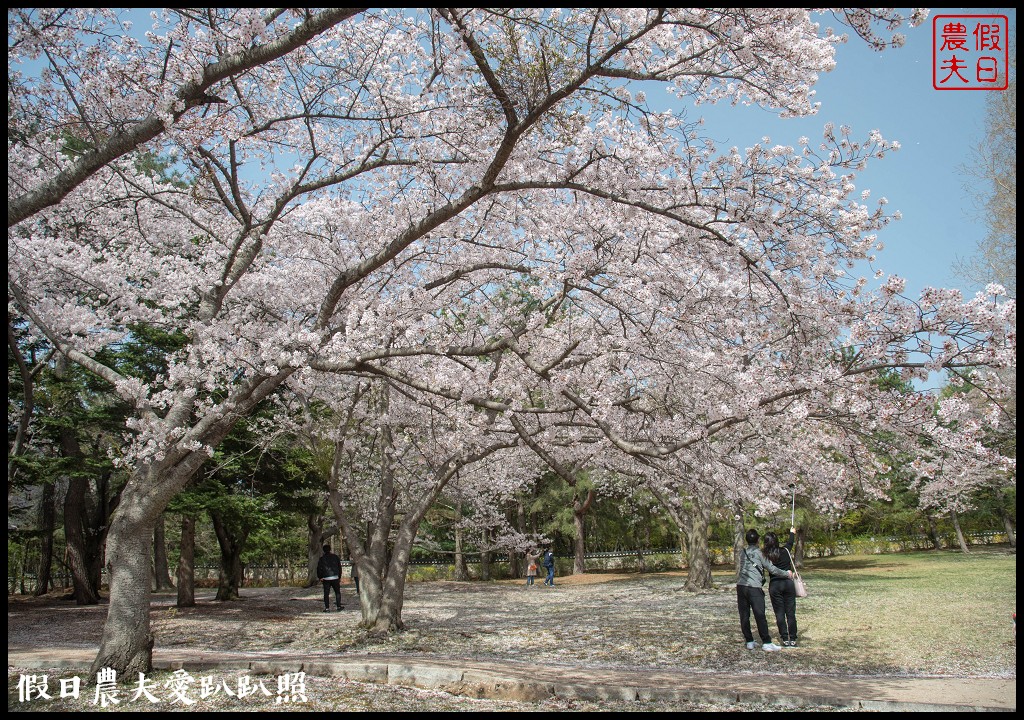 韓國自由行|釜山海雲台到慶州賞櫻一日遊/草葉集(풀잎채)韓式料理吃到飽/行程安排 @假日農夫愛趴趴照