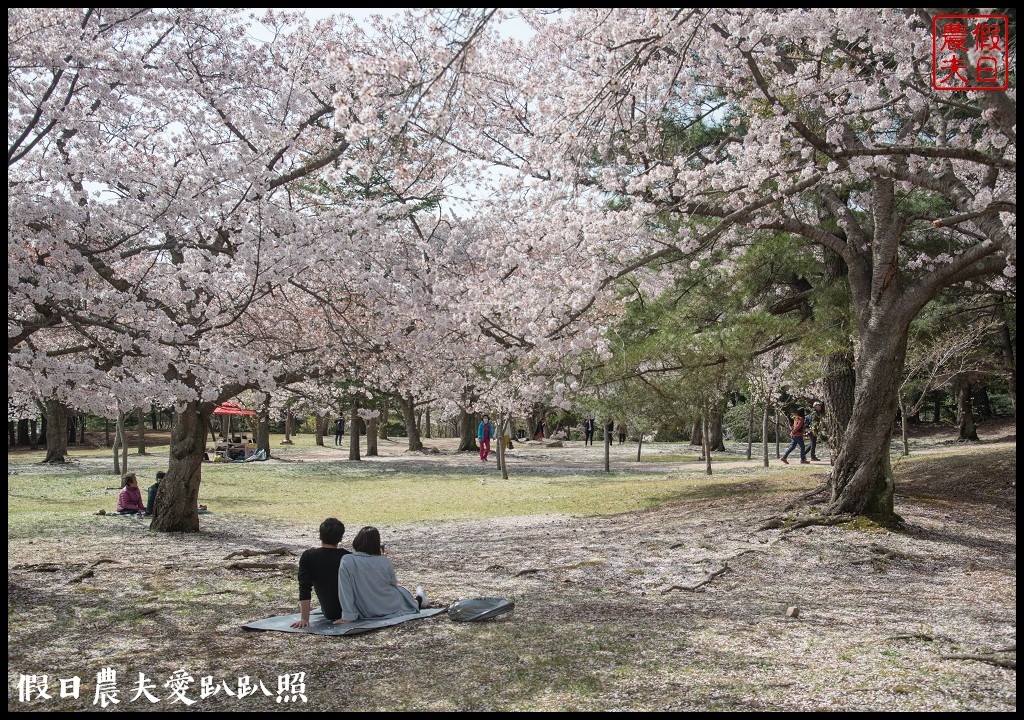 韓國自由行|釜山海雲台到慶州賞櫻一日遊/草葉集(풀잎채)韓式料理吃到飽/行程安排 @假日農夫愛趴趴照