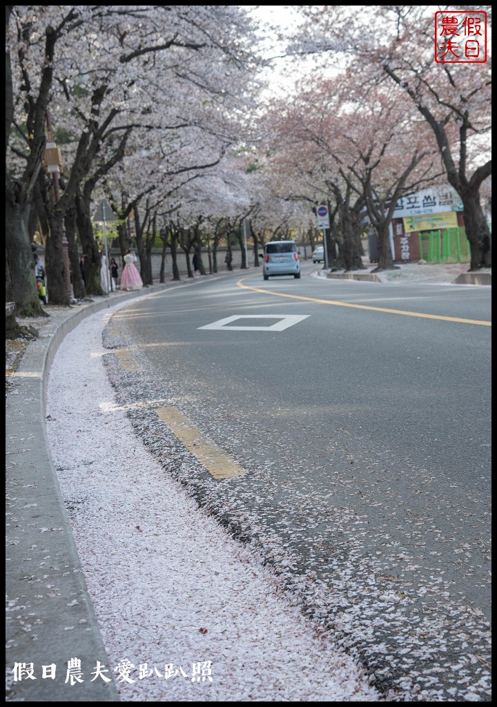 韓國自由行|釜山海雲台到慶州賞櫻一日遊/草葉集(풀잎채)韓式料理吃到飽/行程安排 @假日農夫愛趴趴照