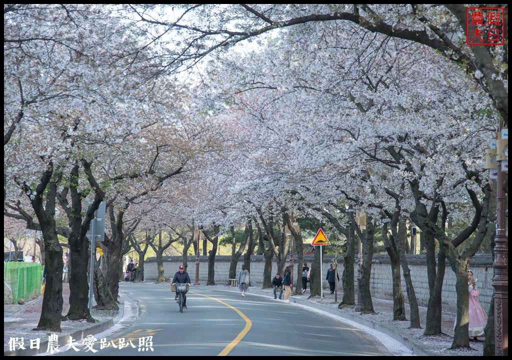 韓國自由行|釜山海雲台到慶州賞櫻一日遊/草葉集(풀잎채)韓式料理吃到飽/行程安排 @假日農夫愛趴趴照