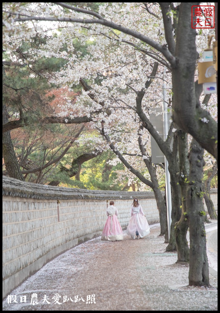 韓國自由行|釜山海雲台到慶州賞櫻一日遊/草葉集(풀잎채)韓式料理吃到飽/行程安排 @假日農夫愛趴趴照