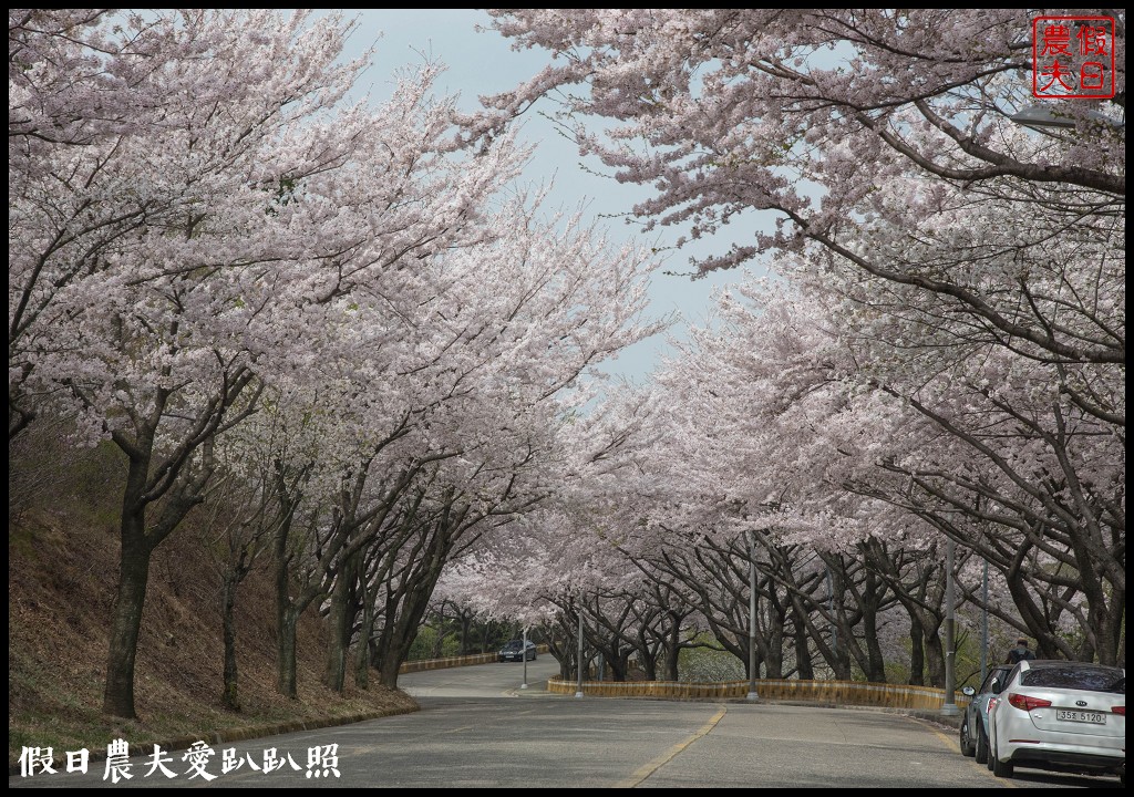 韓國賞櫻自由行|釜山荒嶺山櫻花道．比釜山平地晚一週開的櫻花/交通不便 @假日農夫愛趴趴照