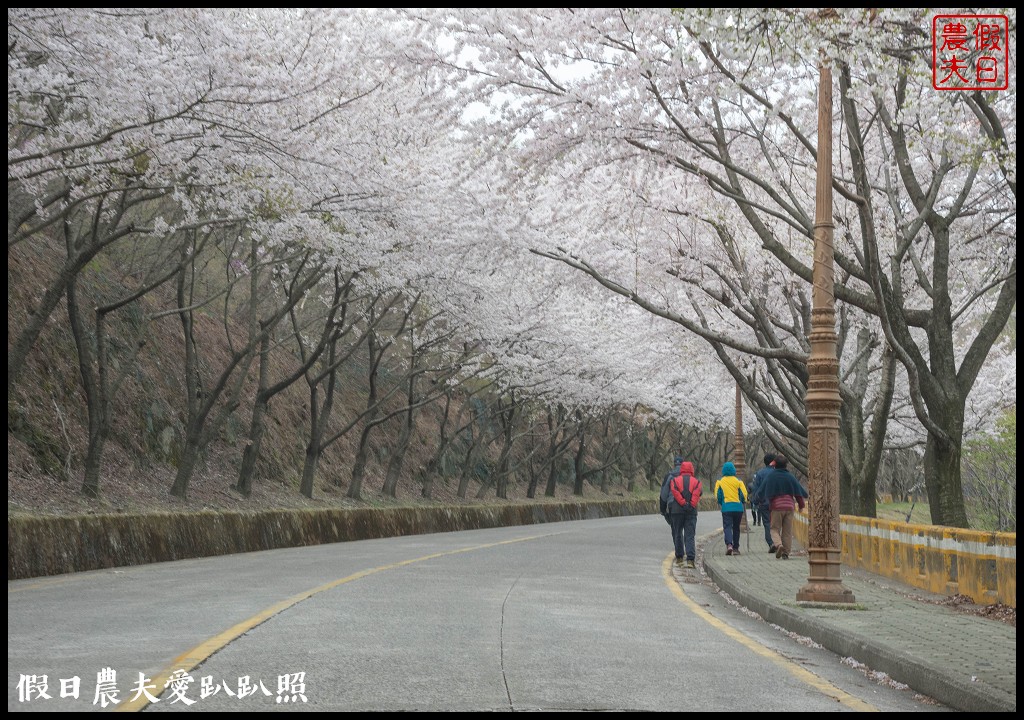 韓國賞櫻自由行|釜山荒嶺山櫻花道．比釜山平地晚一週開的櫻花/交通不便 @假日農夫愛趴趴照