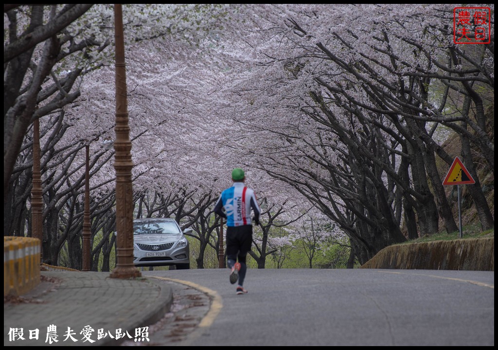 韓國賞櫻自由行|釜山荒嶺山櫻花道．比釜山平地晚一週開的櫻花/交通不便 @假日農夫愛趴趴照