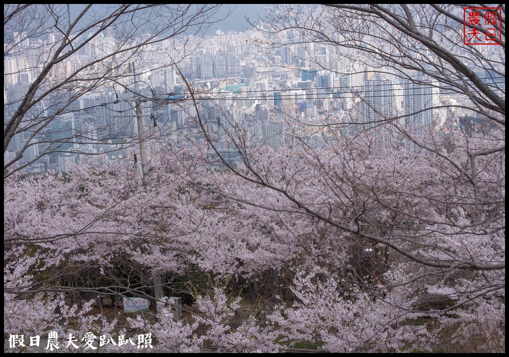 韓國賞櫻自由行|釜山荒嶺山櫻花道．比釜山平地晚一週開的櫻花/交通不便 @假日農夫愛趴趴照