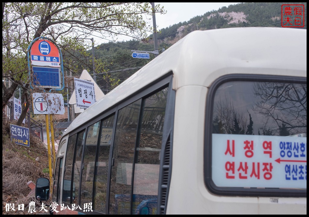 韓國賞櫻自由行|釜山荒嶺山櫻花道．比釜山平地晚一週開的櫻花/交通不便 @假日農夫愛趴趴照