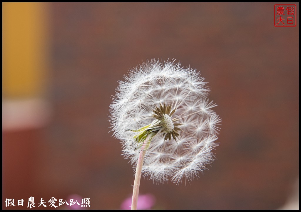 釜山免費景點|甘川洞文化村．韓國版的馬丘比丘/交通方式 @假日農夫愛趴趴照