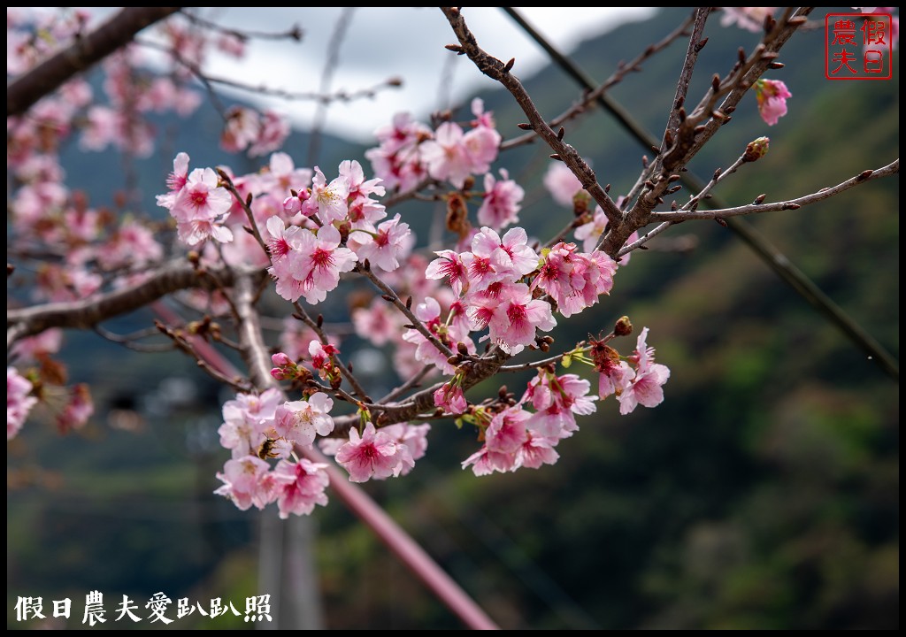 桃園小旅行|媽媽桃的故鄉砂崙子部落×巴陵古道生態園區×納桑麻谷餐廳×爺亨部落 @假日農夫愛趴趴照