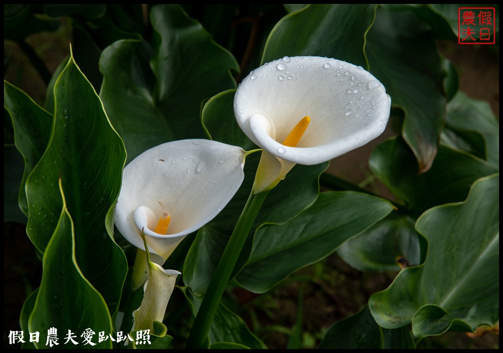 台北景點|陽明山竹子湖海芋季．交通管制、公車、賞花資訊 @假日農夫愛趴趴照