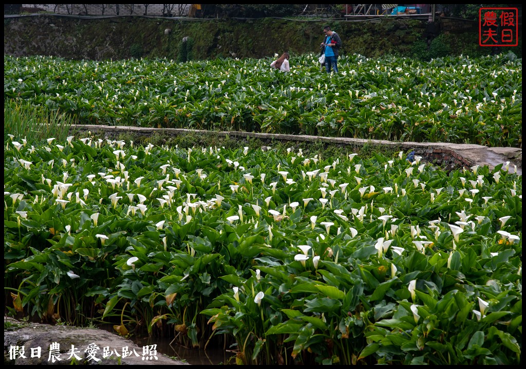 台北景點|陽明山竹子湖海芋季．交通管制、公車、賞花資訊 @假日農夫愛趴趴照