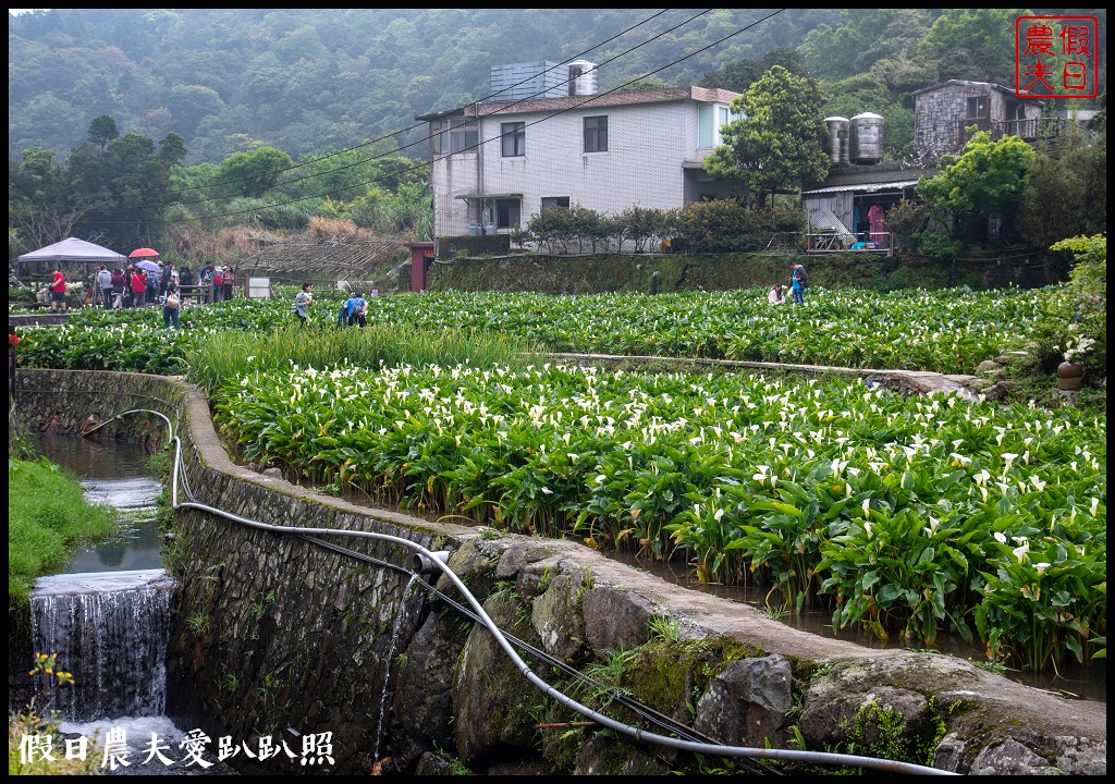 台北景點|陽明山竹子湖海芋季．交通管制、公車、賞花資訊 @假日農夫愛趴趴照