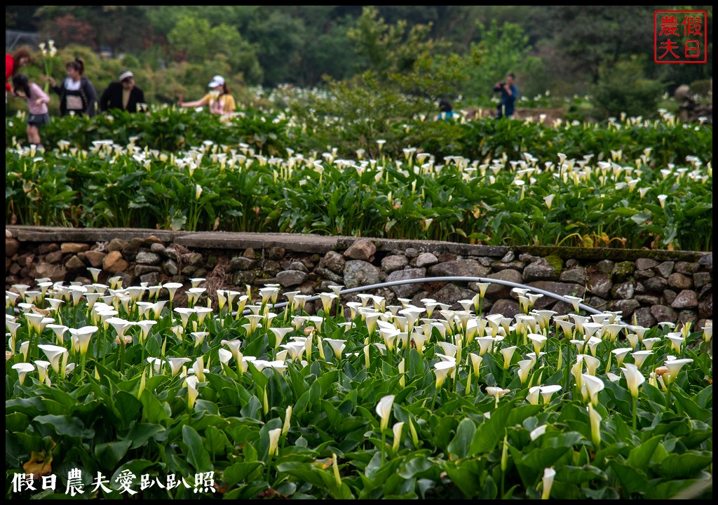 台北景點|陽明山竹子湖海芋季．交通管制、公車、賞花資訊 @假日農夫愛趴趴照