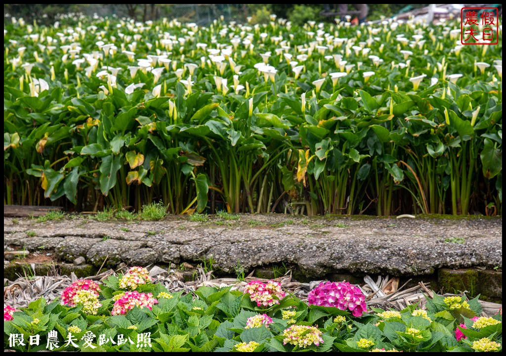 台北景點|陽明山竹子湖海芋季．交通管制、公車、賞花資訊 @假日農夫愛趴趴照