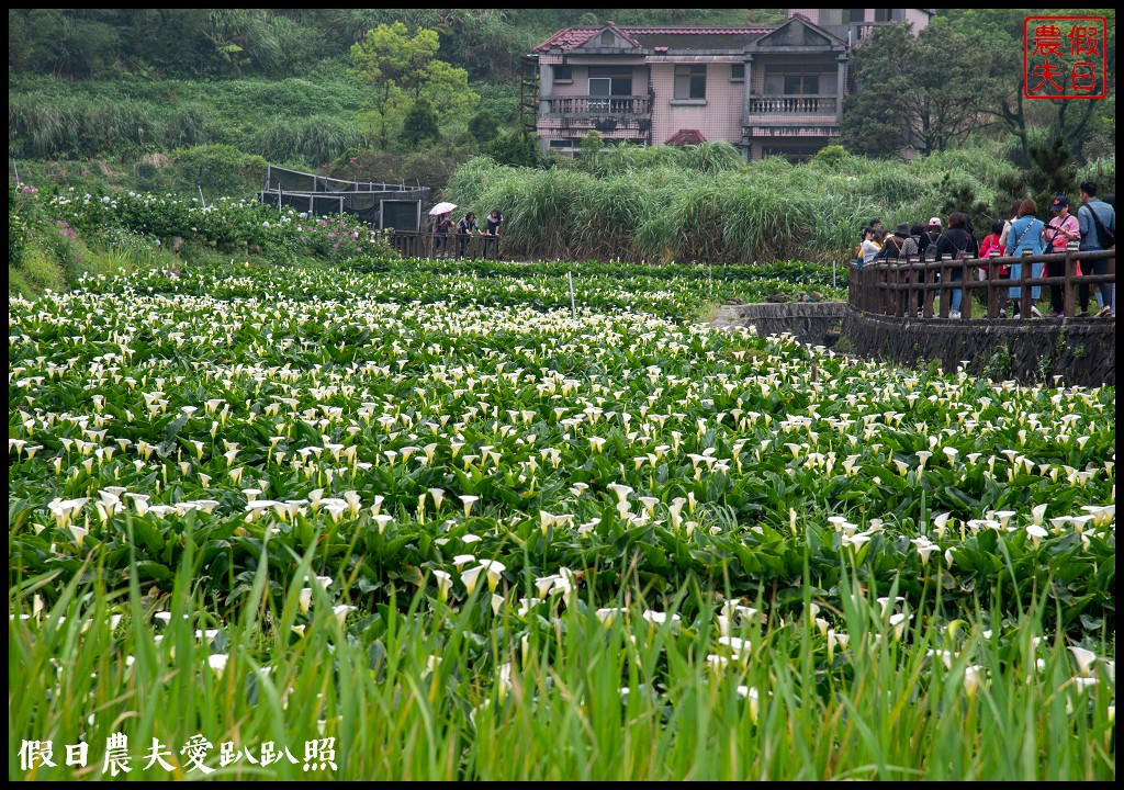 台北景點|陽明山竹子湖海芋季．交通管制、公車、賞花資訊 @假日農夫愛趴趴照