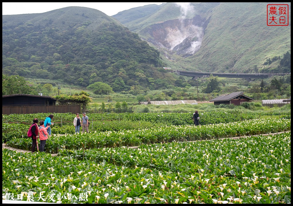 台北景點|陽明山竹子湖海芋季．交通管制、公車、賞花資訊 @假日農夫愛趴趴照