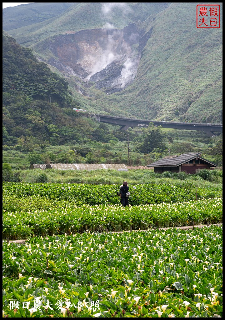 台北景點|陽明山竹子湖海芋季．交通管制、公車、賞花資訊 @假日農夫愛趴趴照