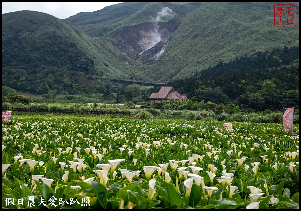 台北景點|陽明山竹子湖海芋季．交通管制、公車、賞花資訊 @假日農夫愛趴趴照