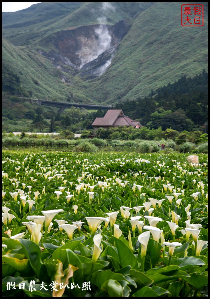 台北景點|陽明山竹子湖海芋季．交通管制、公車、賞花資訊 @假日農夫愛趴趴照