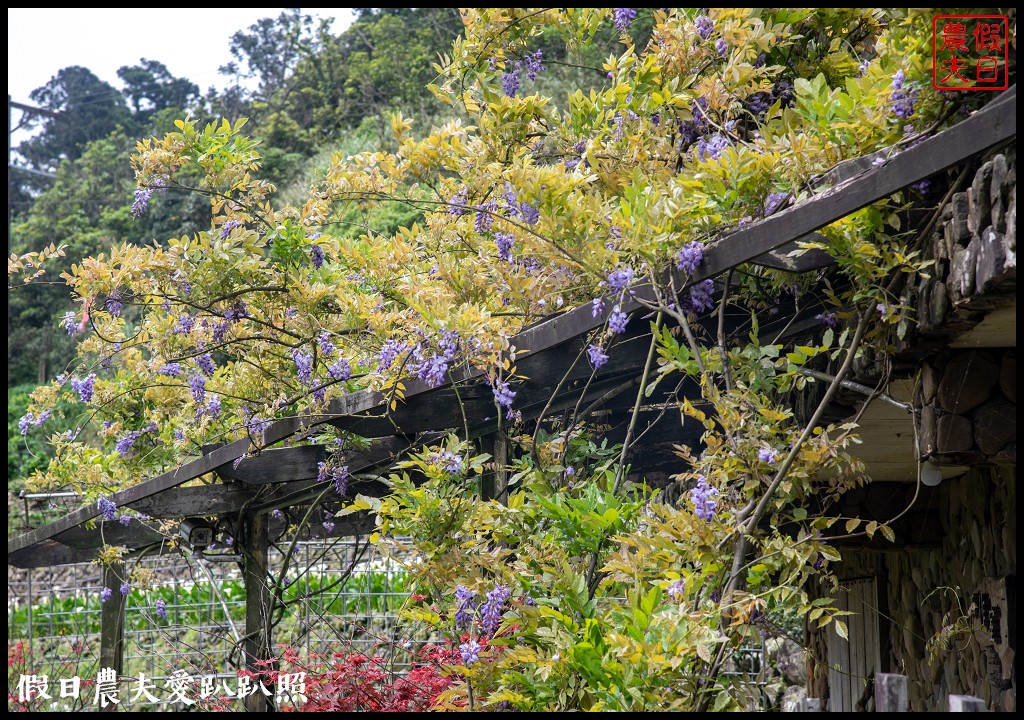 台北景點|陽明山竹子湖海芋季．交通管制、公車、賞花資訊 @假日農夫愛趴趴照