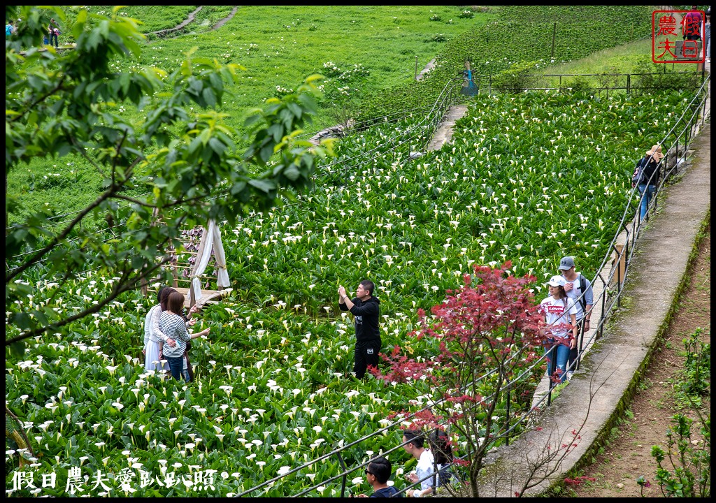 台北景點|陽明山竹子湖海芋季．交通管制、公車、賞花資訊 @假日農夫愛趴趴照