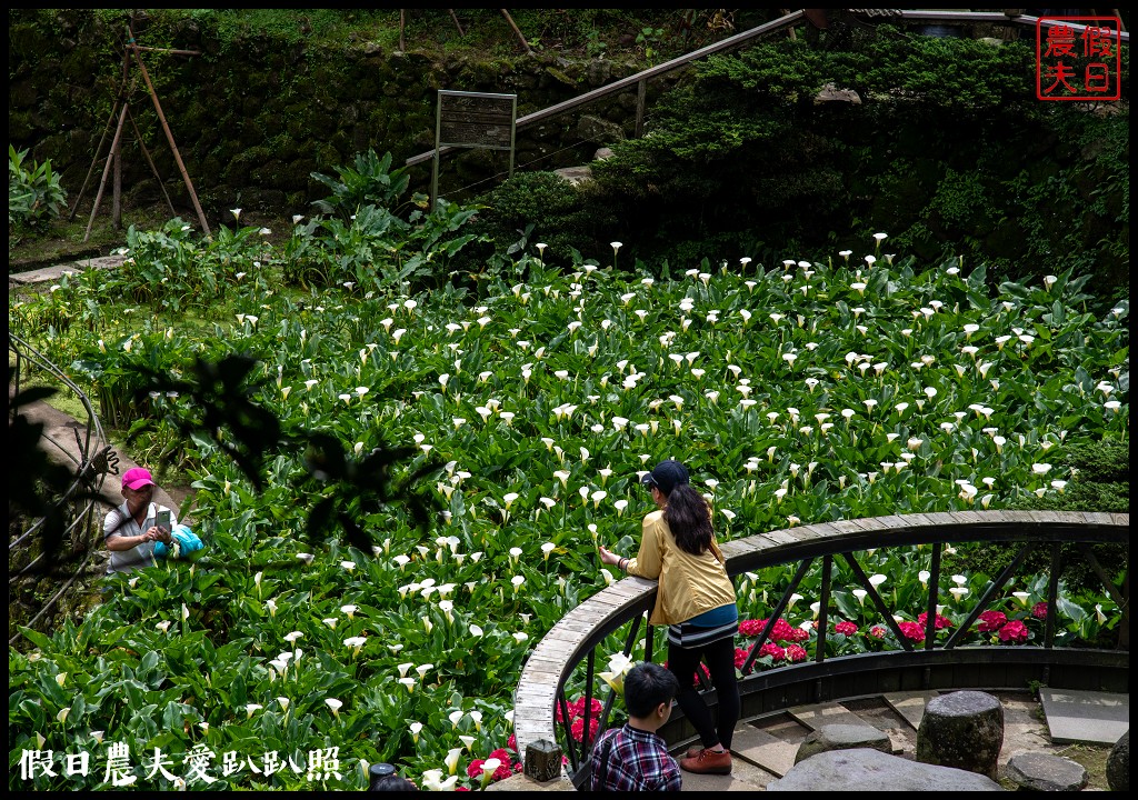 台北景點|陽明山竹子湖海芋季．交通管制、公車、賞花資訊 @假日農夫愛趴趴照