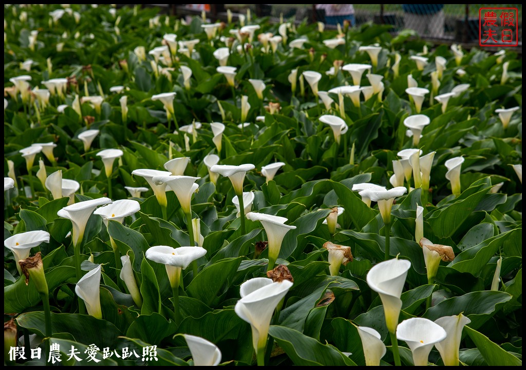 台北景點|陽明山竹子湖海芋季．交通管制、公車、賞花資訊 @假日農夫愛趴趴照