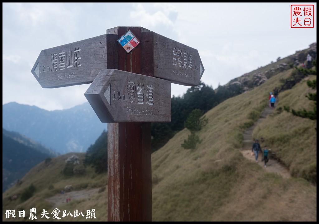 南投旅遊|合歡山東峰玉山杜鵑暖冬提前盛開．賞花請避開假日人潮 @假日農夫愛趴趴照