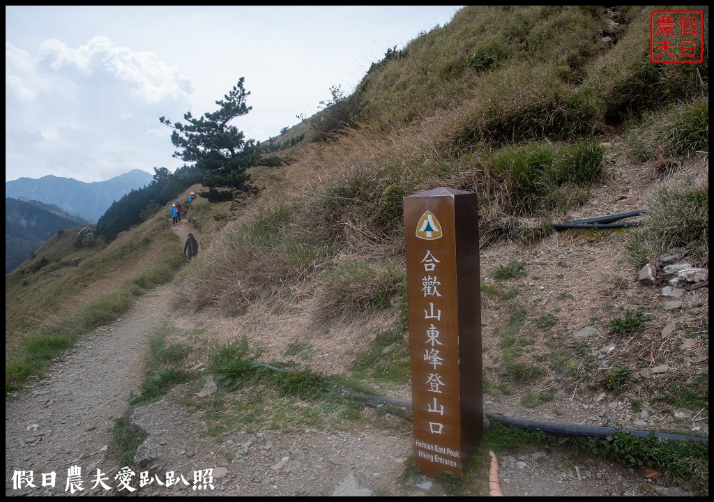 南投旅遊|合歡山東峰玉山杜鵑暖冬提前盛開．賞花請避開假日人潮 @假日農夫愛趴趴照