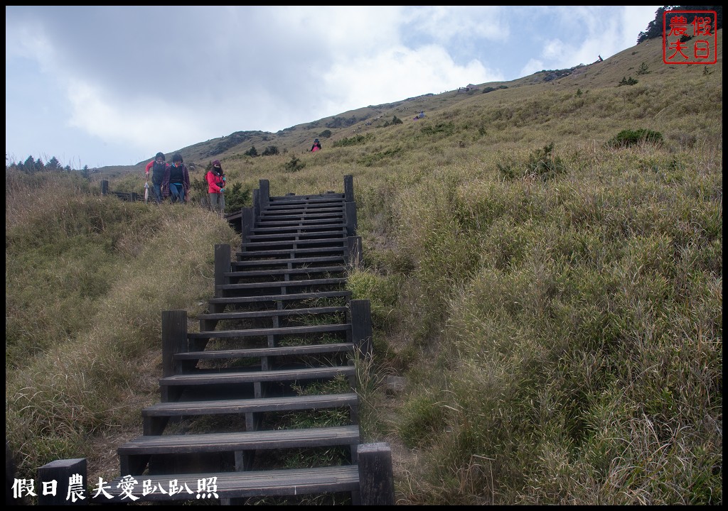 南投旅遊|合歡山東峰玉山杜鵑暖冬提前盛開．賞花請避開假日人潮 @假日農夫愛趴趴照