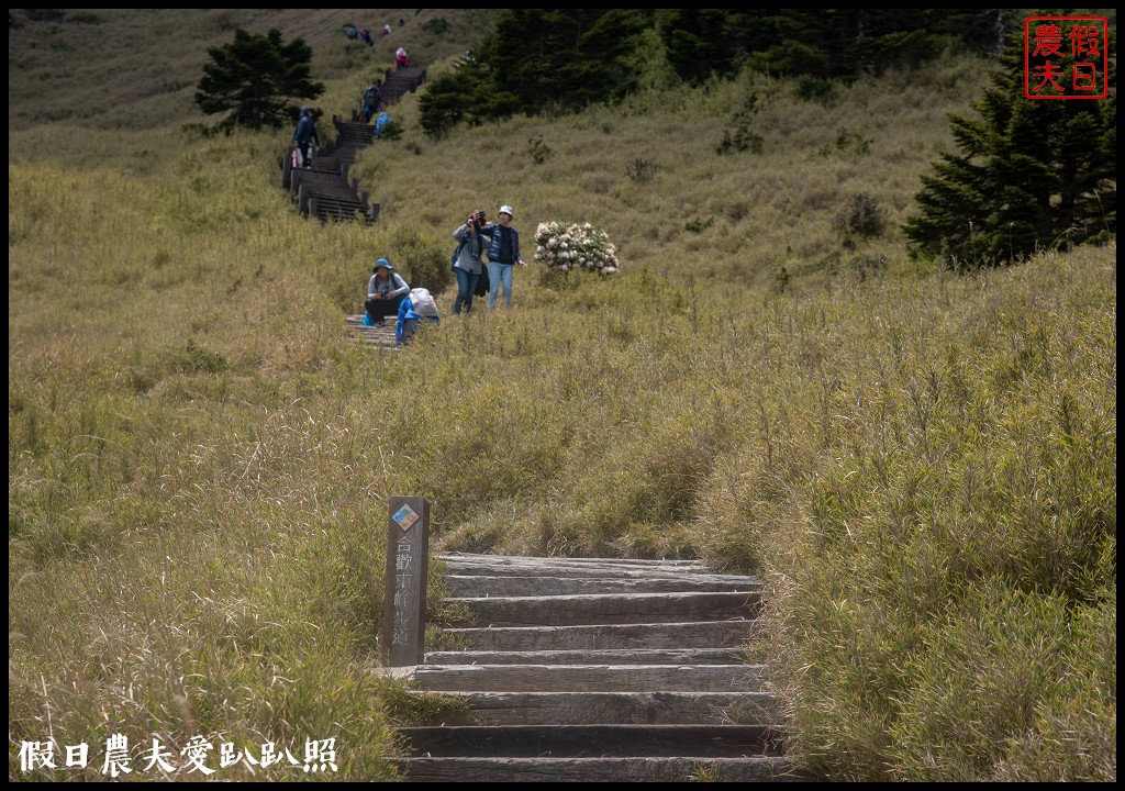 南投旅遊|合歡山東峰玉山杜鵑暖冬提前盛開．賞花請避開假日人潮 @假日農夫愛趴趴照