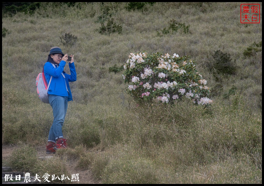 南投旅遊|合歡山東峰玉山杜鵑暖冬提前盛開．賞花請避開假日人潮 @假日農夫愛趴趴照