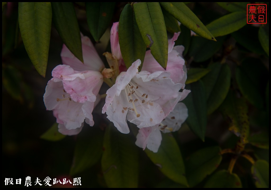 南投旅遊|合歡山東峰玉山杜鵑暖冬提前盛開．賞花請避開假日人潮 @假日農夫愛趴趴照