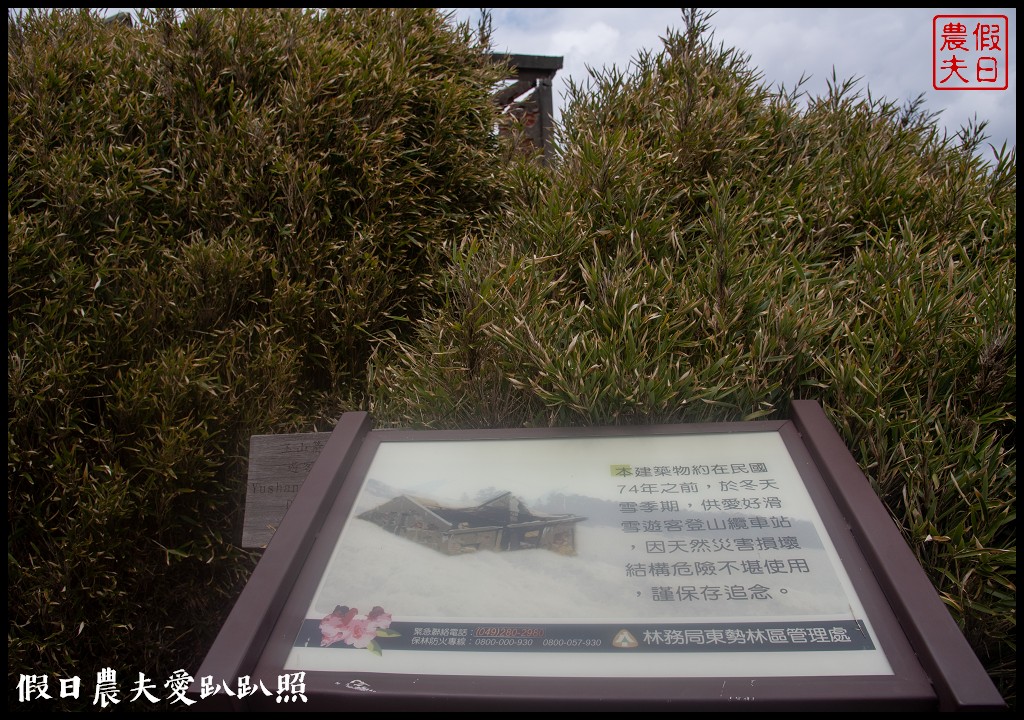 南投旅遊|合歡山東峰玉山杜鵑暖冬提前盛開．賞花請避開假日人潮 @假日農夫愛趴趴照