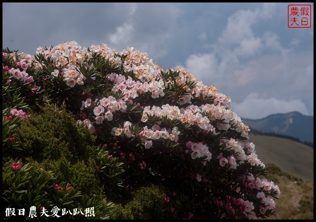 南投旅遊|合歡山東峰玉山杜鵑暖冬提前盛開．賞花請避開假日人潮 @假日農夫愛趴趴照