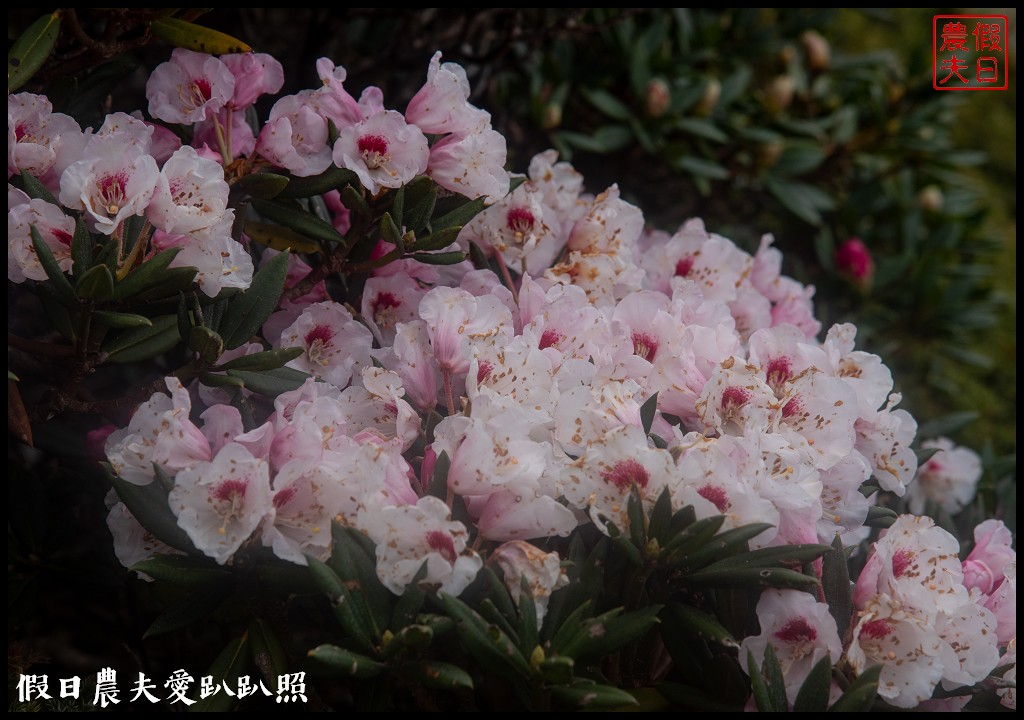 南投旅遊|合歡山東峰玉山杜鵑暖冬提前盛開．賞花請避開假日人潮 @假日農夫愛趴趴照