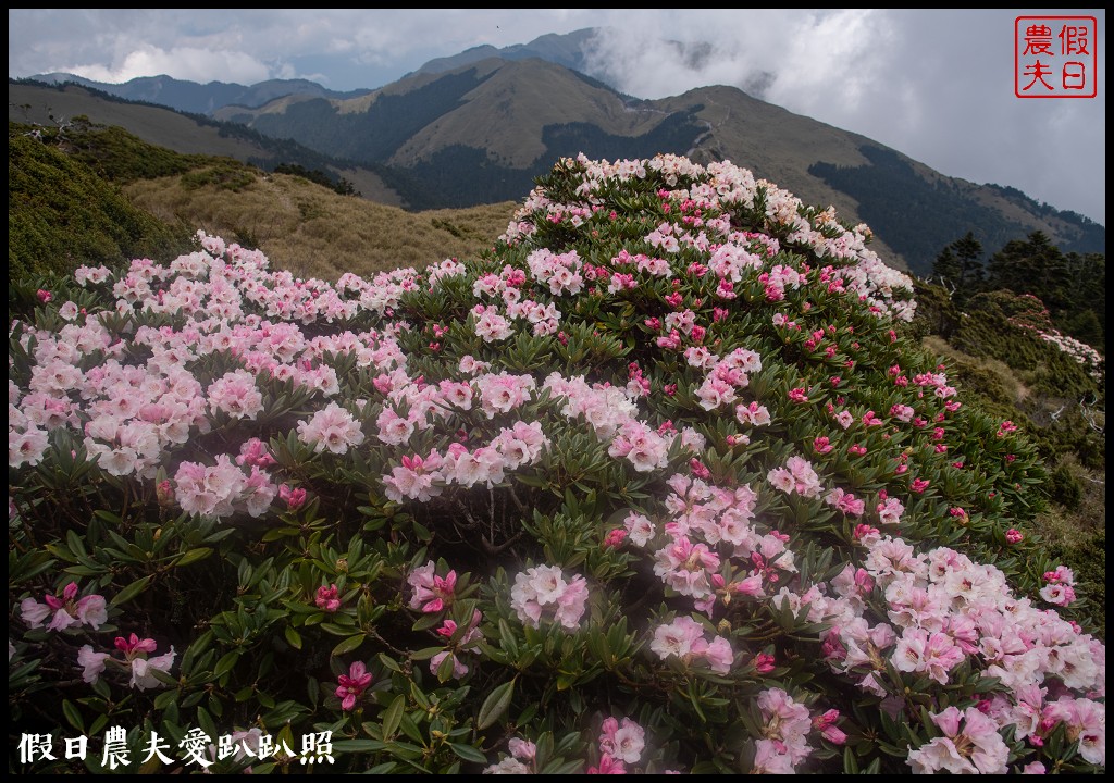 南投旅遊|合歡山東峰玉山杜鵑暖冬提前盛開．賞花請避開假日人潮 @假日農夫愛趴趴照