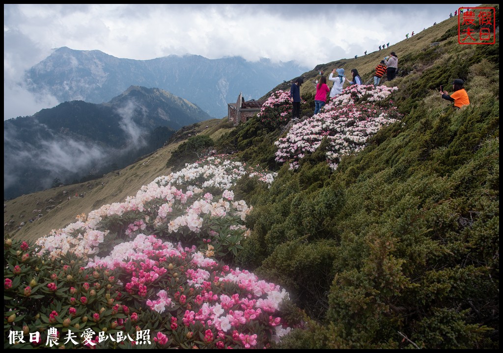 南投旅遊|合歡山東峰玉山杜鵑暖冬提前盛開．賞花請避開假日人潮 @假日農夫愛趴趴照