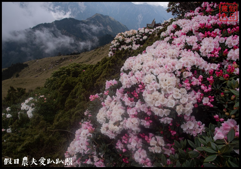 南投旅遊|合歡山東峰玉山杜鵑暖冬提前盛開．賞花請避開假日人潮 @假日農夫愛趴趴照