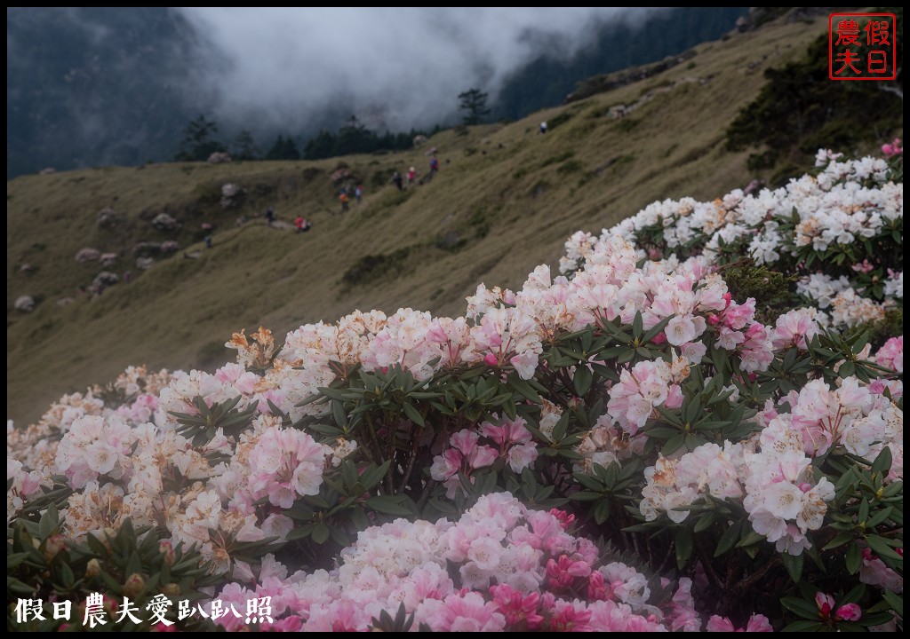 南投旅遊|合歡山東峰玉山杜鵑暖冬提前盛開．賞花請避開假日人潮 @假日農夫愛趴趴照